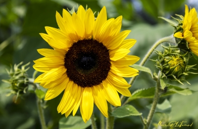 Sunflower Woodstock VT